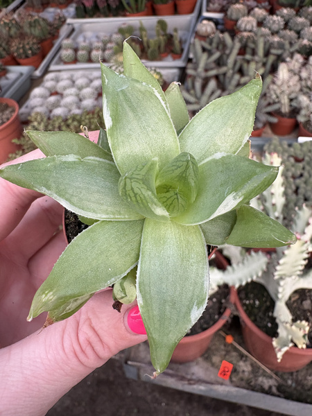 Haworthia cymbiformis 'Variegata'