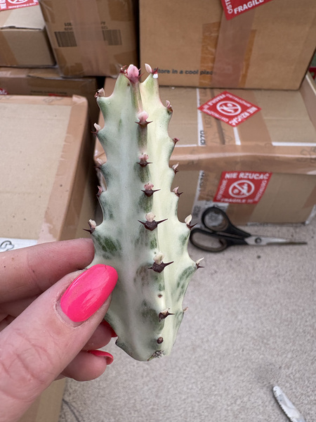 Euphorbia lactea 'White Ghost'