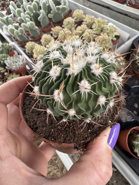 Stenocactus zacatecasensis
