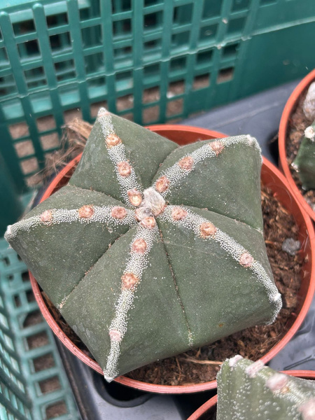 Astrophytum myriostigma 'Seminudum White Line'