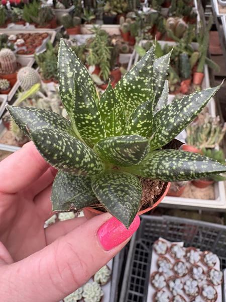 Gasteria 'D Due'