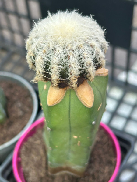 Discocactus horstii