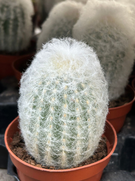 Pseudoespostoa melanostele