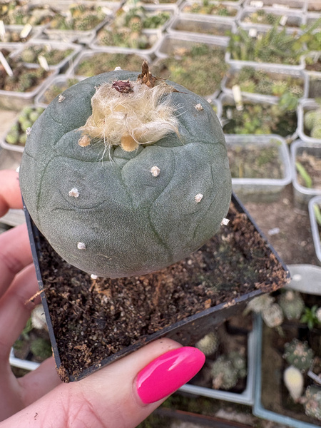 Lophophora alberto-vojtechii