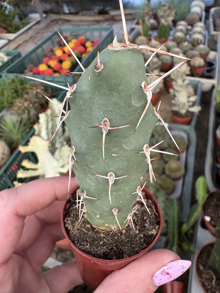 Opuntia sphaerica
