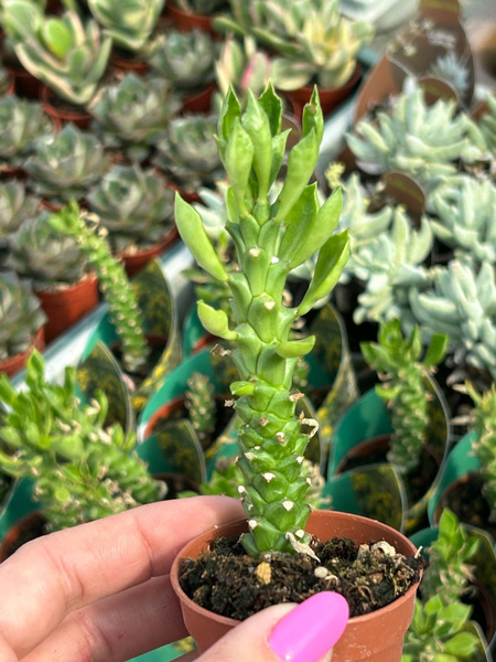 Monadenium stapelioides