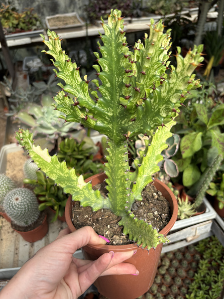 Euphorbia mayurnathanii 'Variegata'