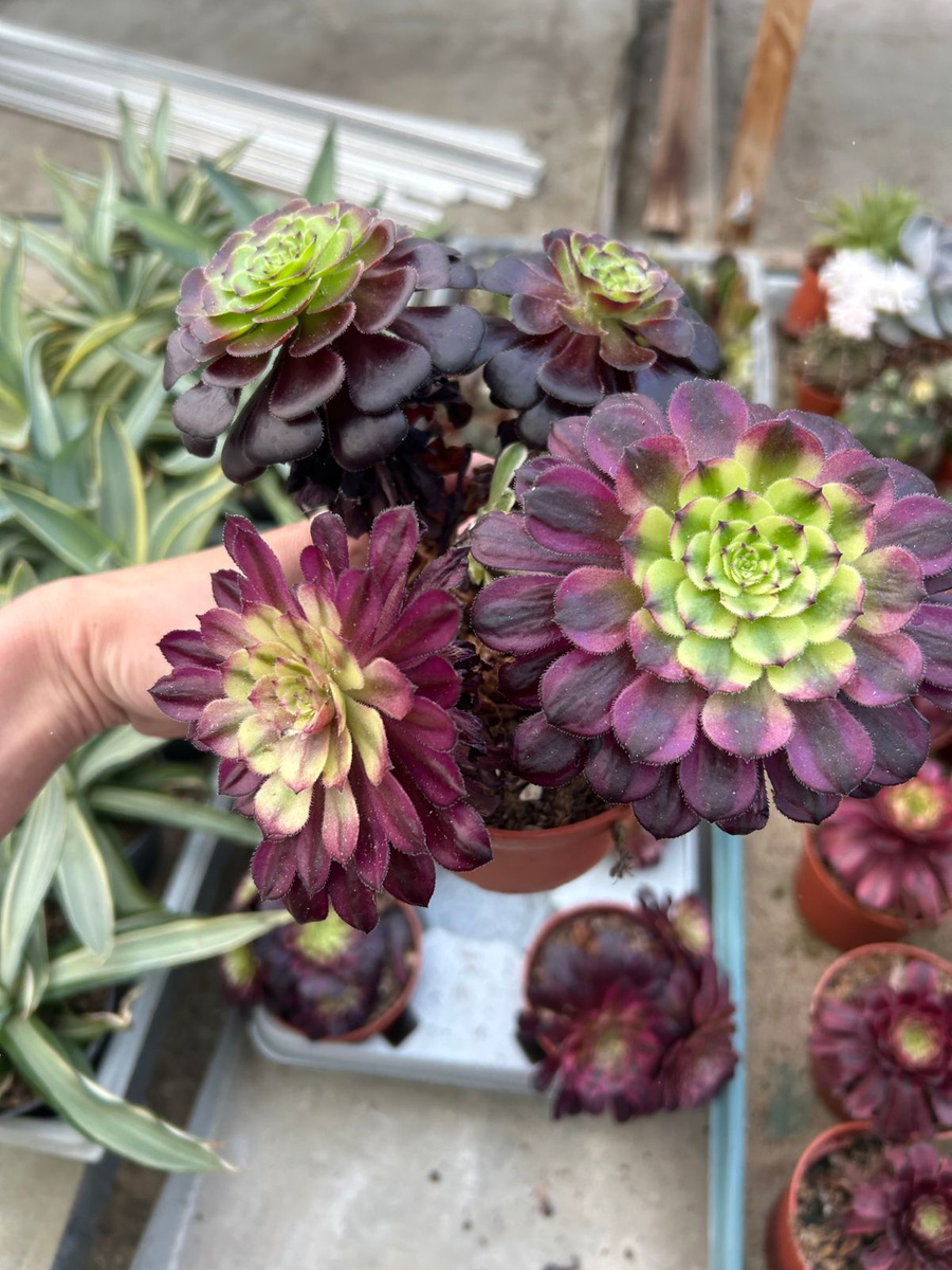 aeonium cv mardi gras