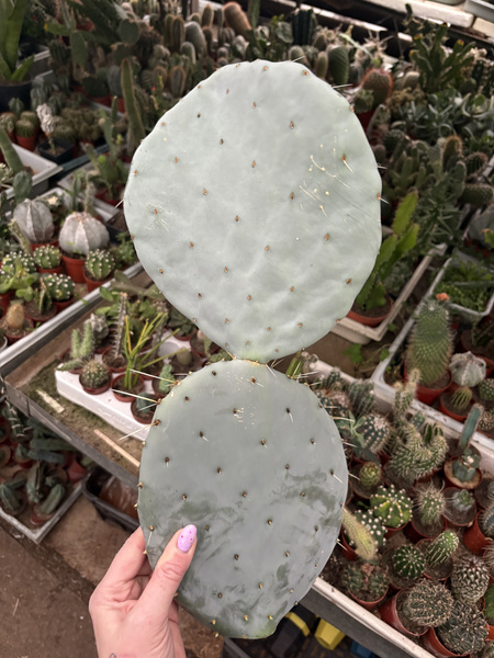 Opuntia robusta v.gigantea