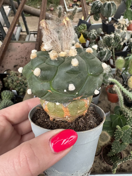 Astrophytum asterias 'Ooibo Kikko' kaktus piaskowy - kaktus jeżowca - kaktus gwiaździsty - pejotl gwiaździsty