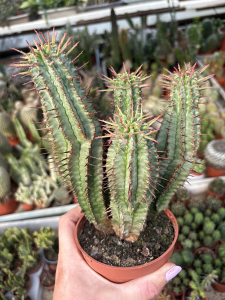 Euphorbia horrida