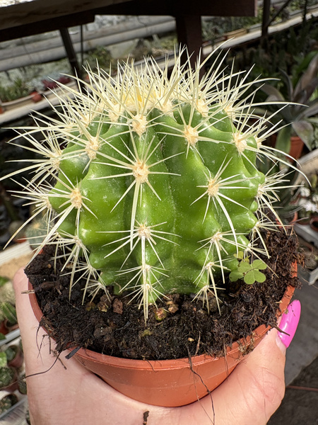 Echinocactus grusonii 'Variegata'