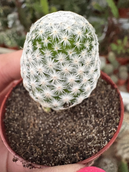 Mammillaria herrerae