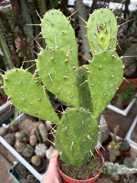 Opuntia jamaicaensis
