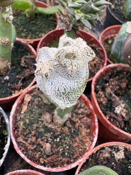 Astrophytum coahuilense 'Trigona'