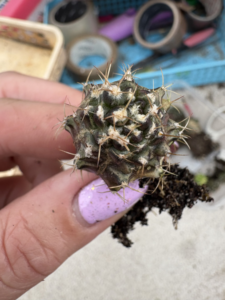 Gymnocalycium mihanovichii 'Monstruosa'
