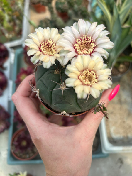 Gymnocalycium saglionis