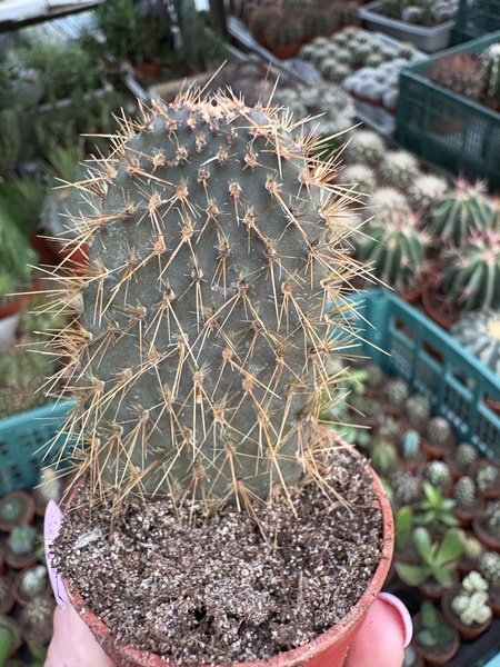 Opuntia galapageia ENDEMIT