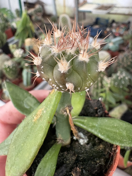 Astrophytum multihybrid