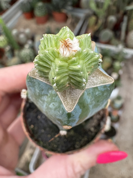 Aztekium valdezii