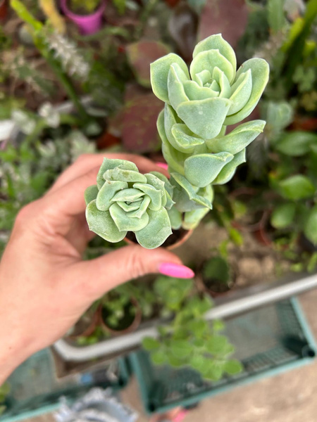 Graptoveria 'Lovely Rose'