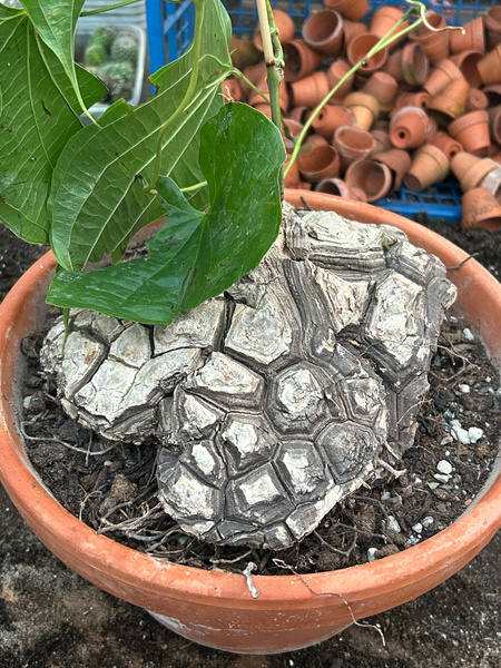 Dioscorea mexicana KAUDEKS