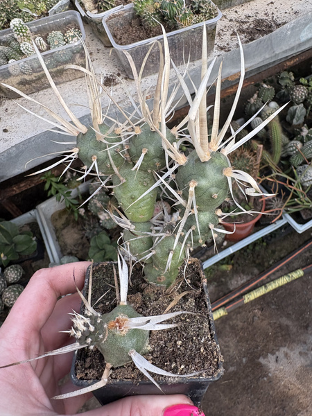 Tephrocactus articulatus var. papyracanthus