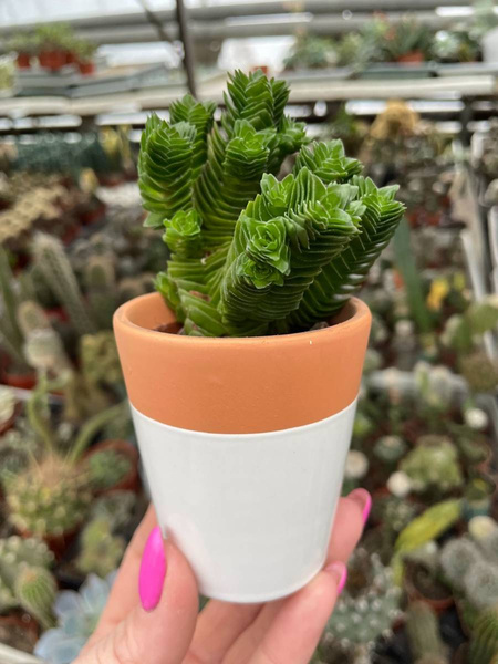 Crassula estagnol x C.pyramidalis
