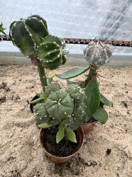 Zestaw 3 różnych Astrophytum asterias MUTANTY