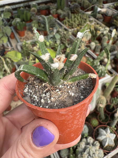 Ariocarpus agavoides