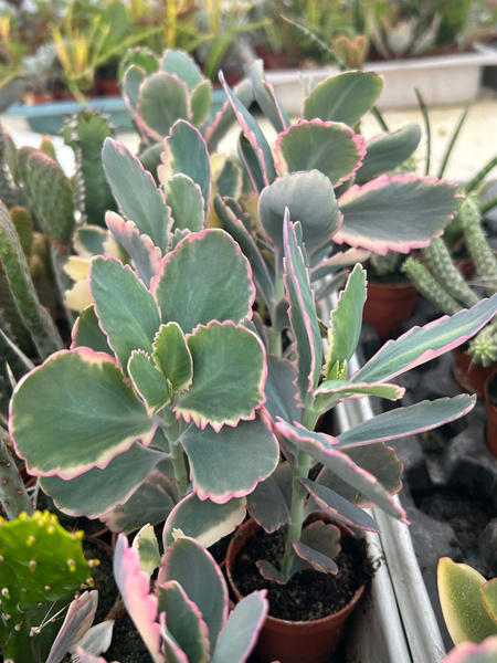 Kalanchoe fedtschenkoi 'Marginata'