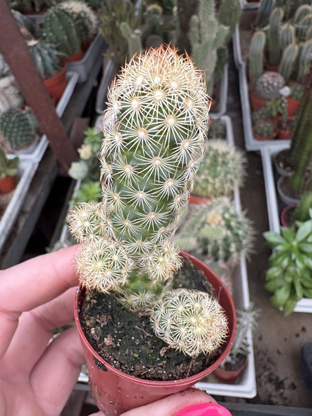 Mammillaria elongata 'Aurata'