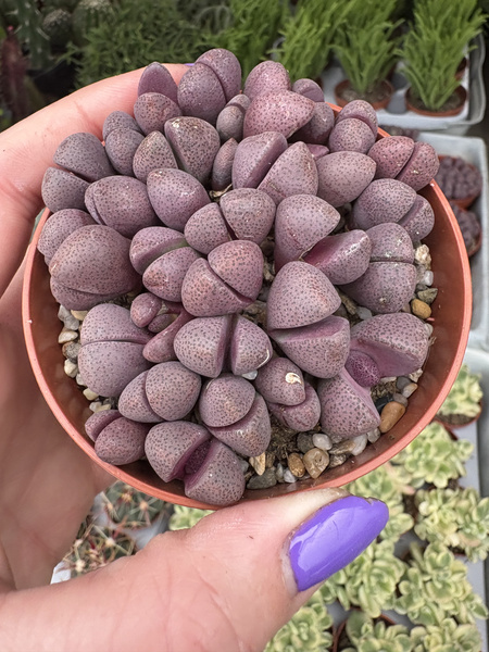 Pleiospilos nelii 'Royal Flush'