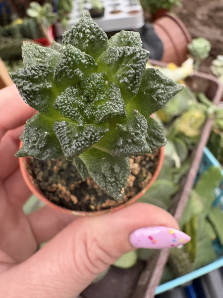 Ariocarpus fissuratus v.hintonii