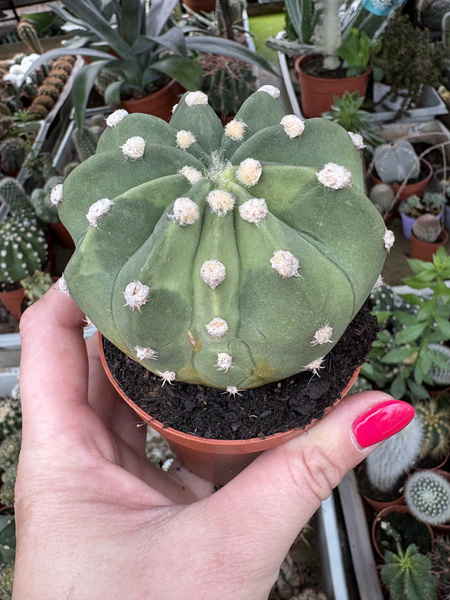 Echinopsis subdenudata 'Variegata'