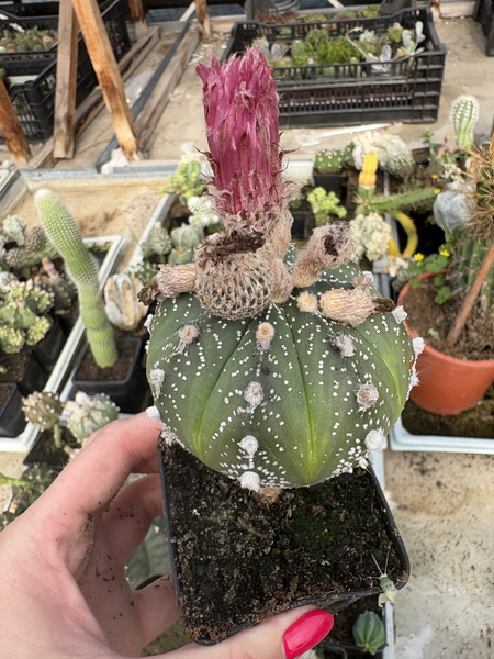 Astrophytum asterias 'Red Flowers'