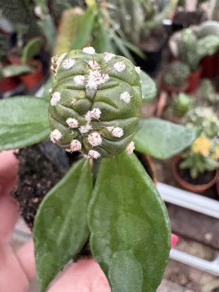 Astrophytum asterias 'Nuda Cristata'