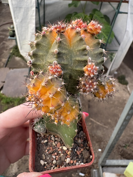 Gymnocalycium mihanovichii 'Hibotan Yellow-Orange'