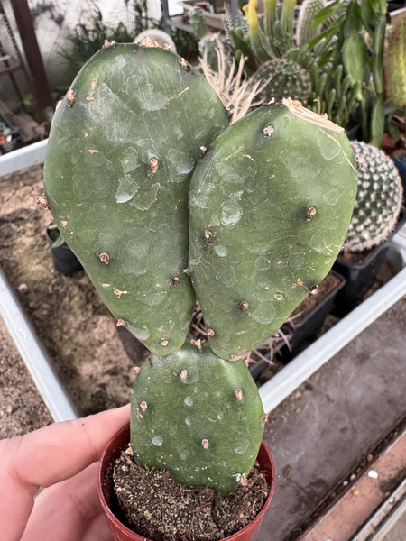 Opuntia goblin