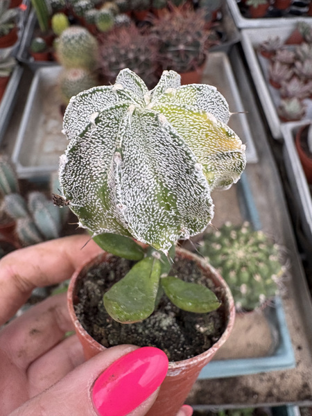Astrophytum capricorne 'Variegata'