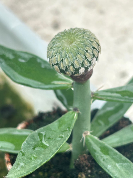 Pelecyphora pseudopectinatus