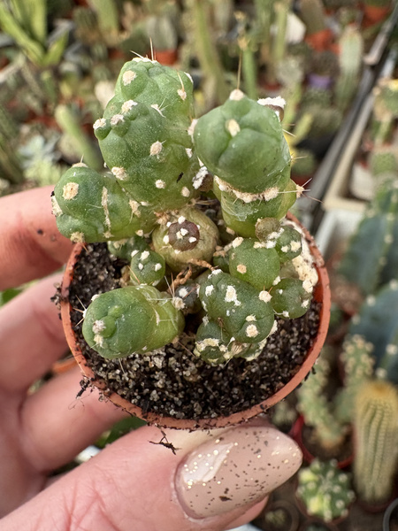 Echinopsis subdenudata 'Monstruosa'