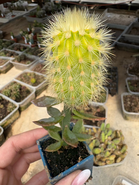 Echinocereus chloranthus GOLDEN SPINES 'Variegata'