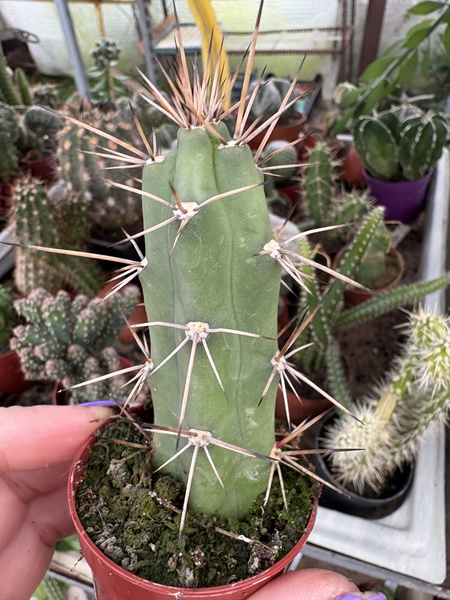 Eriocereus bonplandii