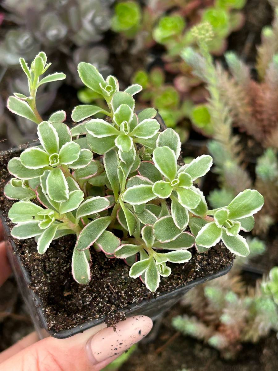 Sedum spurium 'Tricolor' Succulents \ Sedum Frostresistant Kaktusy