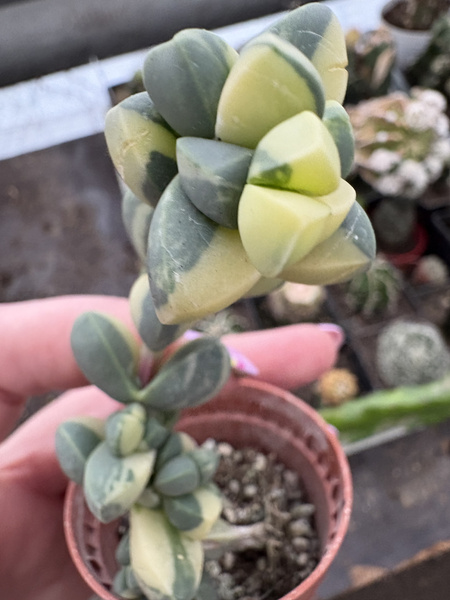 Delosperma lehmannii 'Variegata'