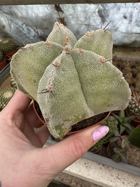 Astrophytum myriostigma 'Variegata'