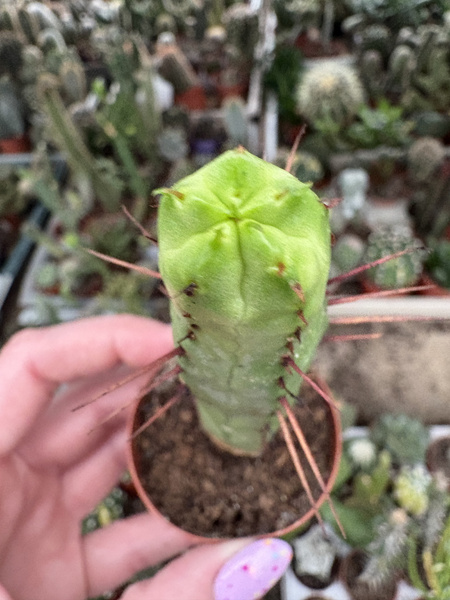 Euphorbia enopla 'Inermis'