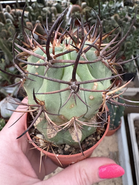 Eriosyce aurata EL ESPINAL