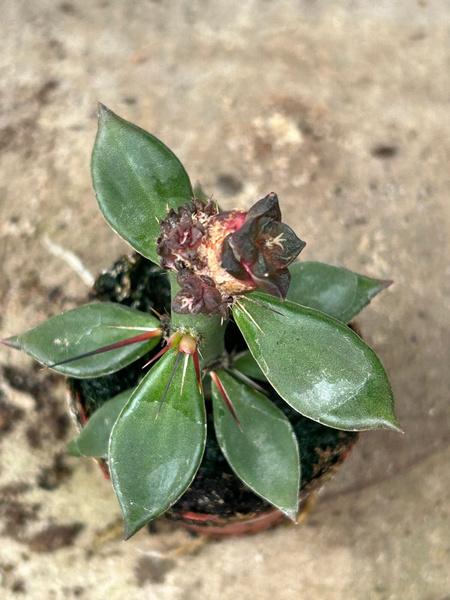 Ariocarpus bravoanus v. hintonii 'Monstruosa'